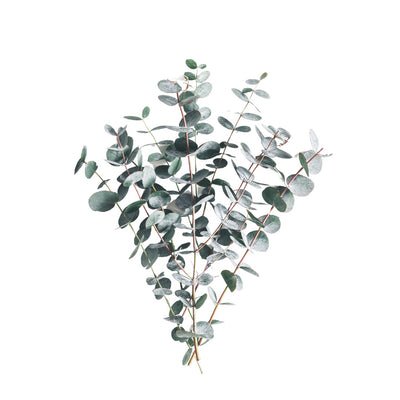 Bunch of eucalyptus leaves on a white background