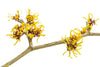 Witch hazel plant on a white background