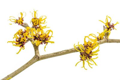 Witch hazel plant on a white background